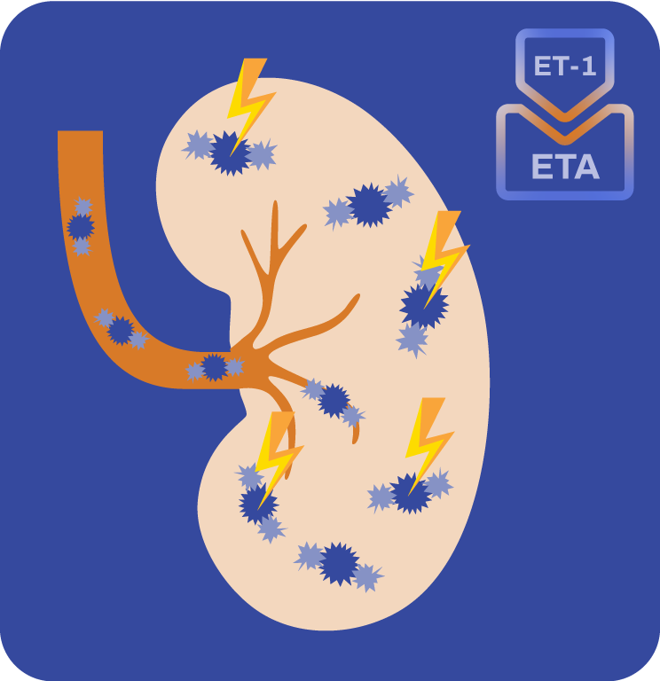 The ETA pathway